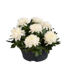 Aktuelles Deko-Chrysanthemen Angebot bei Lidl in Wuppertal ab 7,99 €
