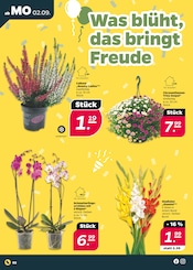 Aktueller Netto mit dem Scottie Prospekt mit Orchidee, "Günstig. Besser. Für Dich.", Seite 2