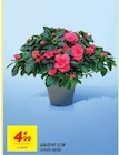 Azalée pot 12 cm en promo chez Netto Azalée pot 12 cm dans le catalogue Netto