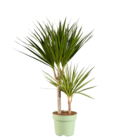 Dracaena Tutti Frutti en promo chez Lidl Valence à 7,99 €