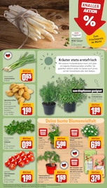Calla Angebot im aktuellen REWE Prospekt auf Seite 7