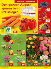 Hortensie im Netto Marken-Discount Prospekt in Bietigheim-Bissingen Aktueller Netto Marken-Discount Prospekt mit Hortensie, "Aktuelle Angebote", Seite 11