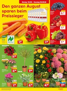 Gemüse im Netto Marken-Discount Prospekt "Aktuelle Angebote" mit 49 Seiten (Pforzheim)