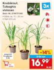 Knobikraut, Tulbaghia violacea im Angebot bei Netto Marken-Discount in Ulm Knobikraut, Tulbaghia violacea Angebote bei Netto Marken-Discount Ulm für 16,99 €