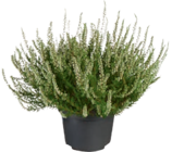tegut - Knospenheide „Calluna“ Angebot im Prospekt Knospenheide „Calluna“ bei tegut im Prospekt "" für 2,99 €