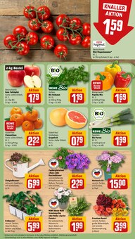 Hortensie im aktuellen REWE Prospekt (Dresden) Hortensie im REWE Prospekt "Dein Markt" mit 34 Seiten (Dresden)