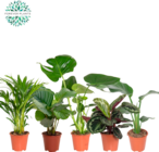 MIX DE PLANTES VERTES - SANS MARQUE en promo chez Auchan Hypermarché Metz à 8,49 €