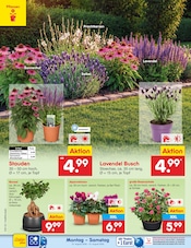 Ähnliche Stiefmütterchen Angebote im Prospekt "Aktuelle Angebote" von Netto Marken-Discount in Lehrte Ähnliche Angebote wie Stiefmütterchen im Prospekt "Aktuelle Angebote" auf Seite 46 von Netto Marken-Discount in Lehrte
