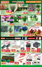 Chrysanthèmes Angebote im Prospekt "Votre Discounter Régional" von Norma auf Seite 4