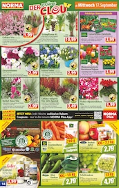 Blumenzwiebeln im Norma Prospekt in Menden Aktueller Norma Prospekt mit Blumenzwiebeln, "Mehr fürs Geld", Seite 14