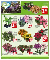 Aktueller EDEKA Prospekt mit Gartenpflanzen, "Unerwartet günstig, gewohnt vielfältig", Seite 4