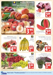 Ähnliche Angebote wie Obstbaum im Prospekt "Top Angebote" auf Seite 6 von Marktkauf in Cuxhaven