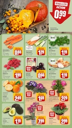 Orchidee Angebot & Preis im aktuellen REWE Prospekt Orchidee Angebot im aktuellen REWE Prospekt auf Seite 7