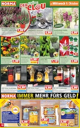 Amaryllis Angebot im aktuellen Norma Prospekt auf Seite 12