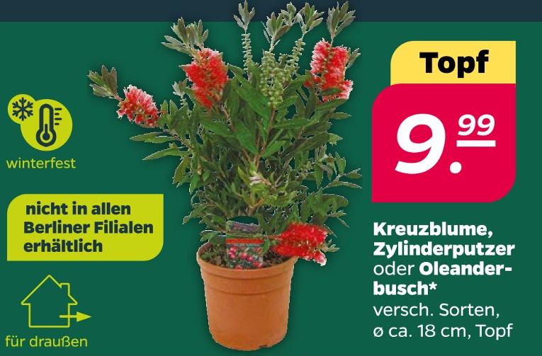 Kreuzblume, Zylinderputzer oder Oleanderbusch