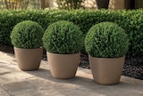 Euonymus „Green Wonder“ Angebote bei Netto Marken-Discount Rheda-Wiedenbrück für 3,99 €