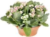 Aktuelles Kalanchoe Angebot bei Thomas Philipps in Hamburg ab 5,99 €