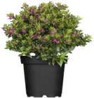 Aktuelle Blumen Angebote bei Globus-Baumarkt in Trier Aktuelles Japanische Scheinmyrthe (Cuphea hyssopifolia) Angebot bei Globus-Baumarkt in Trier ab 2,99 €