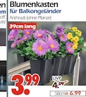 Aktuelles Blumenkasten für Balkongeländer Angebot bei Wreesmann in Dresden ab 3,99 €