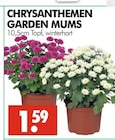Wreesmann - Chrysanthemen Angebot im Prospekt Chrysanthemen bei Wreesmann im Prospekt "" für 1,59 €
