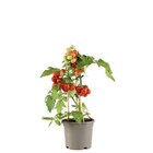Plant de tomate à Truffaut dans Romainville Plant de tomate à Truffaut dans Romainville