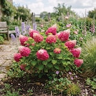 Ma Jardinerie Arc-lès-Gray - Promo Hydrangea paniculata Fraise Melba Promo Hydrangea paniculata Fraise Melba à 19,50 € dans le catalogue Ma Jardinerie à Arc-lès-Gray