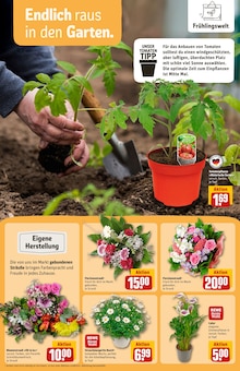 Blumen im REWE Prospekt "Dein Markt" mit 42 Seiten (Darmstadt)