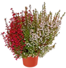 Herbstpflanze bei Kaufland im Petershagen Prospekt für 2,22 €