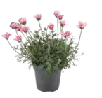 Stauden-Mix von  im aktuellen OBI Prospekt für 3,99 €