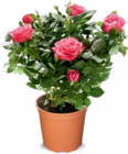 Rosen im Angebot bei Netto Marken-Discount in Görlitz Rosen Angebote bei Netto Marken-Discount Görlitz für 2,29 €
