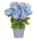 toom Baumarkt Täferrot - Ballhortensie Angebot im Prospekt Ballhortensie bei toom Baumarkt im Täferrot Prospekt für 9,99 €