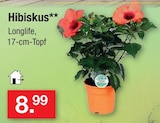 Hibiskus im Angebot bei Zimmermann in Bremen Hibiskus Angebote bei Zimmermann Bremen für 8,99 €