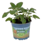 Grillkräuter von Kölle Bio im aktuellen Pflanzen Kölle Prospekt für 3,59 €