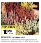 BESENHEIDE (CALLUNA VULGARIS) bei OBI im Dingolfing Prospekt für 1,39 €