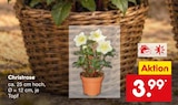 Aktuelles Christrose Angebot bei Netto Marken-Discount in Mönchengladbach ab 3,99 €