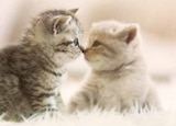 Junior Katzen Nassnahrung von Whiskas für 3,99 € bei Marktkauf im Angebot Junior Katzen Nassnahrung von Whiskas im aktuellen Marktkauf Prospekt