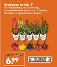 Orchideen im Mix im V-Markt Prospekt Orchideen im Mix von im aktuellen V-Markt Prospekt für 6,99 €
