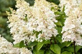 PROFI Wesch - RISPENHORTENSIE Angebot im Prospekt RISPENHORTENSIE bei PROFI Wesch im Prospekt "" für 19,99 €