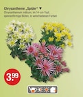 Chrysantheme âSpiderâ im V-Markt Prospekt Chrysantheme âSpiderâ von im aktuellen V-Markt Prospekt fĂŒr 3,99 âŹ