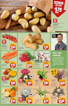 Pflanzen im aktuellen REWE Prospekt (Braunschweig) Pflanzen im REWE Prospekt "Dein Markt" mit 38 Seiten (Braunschweig)