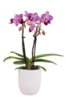 Mini Phalaenopsis 2 branches avec pot - Aquo - LaMaison.fr à Rennes Mini Phalaenopsis 2 branches avec pot - Aquo en promo chez LaMaison.fr Rennes à 9,95 €
