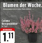 Calluna Knospenblüher bei EDEKA im Sankt Augustin Prospekt für 1,11 €