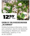 Rhododendron 'Bloombux' von Grow by OBI für 12,99 € bei OBI im Angebot Rhododendron 'Bloombux' von Grow by OBI im aktuellen OBI Prospekt