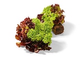 Salat mit Wurzelballen von HEIMAT im aktuellen Netto Marken-Discount Prospekt für 1,00 €