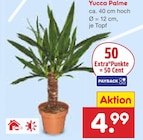 Yucca Palme Angebote bei Netto Marken-Discount Frankfurt für 4,99 €
