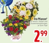 Trio Pflanzen im EDEKA Prospekt Trio Pflanzen von Confetti Garden im aktuellen EDEKA Prospekt für 2,99 €