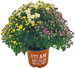 Netto mit dem Scottie Dresden - Chrysanthemen Trios Angebot im Prospekt Chrysanthemen Trios bei Netto mit dem Scottie im Dresden Prospekt für 4,99 €