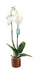 Jardiland La Londe-les-Maures - Promo Orchidée ECLOZ Promo Orchidée ECLOZ à 11,99 € dans le catalogue Jardiland à La Londe-les-Maures
