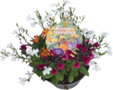 Sommerstauden Mix Angebote von Bee happy bei tegut Offenbach für 8,99 €