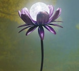 Solar-Dekolicht "Blume" für 14,99 € bei toom Baumarkt im Angebot Solar-Dekolicht "Blume" im aktuellen toom Baumarkt Prospekt